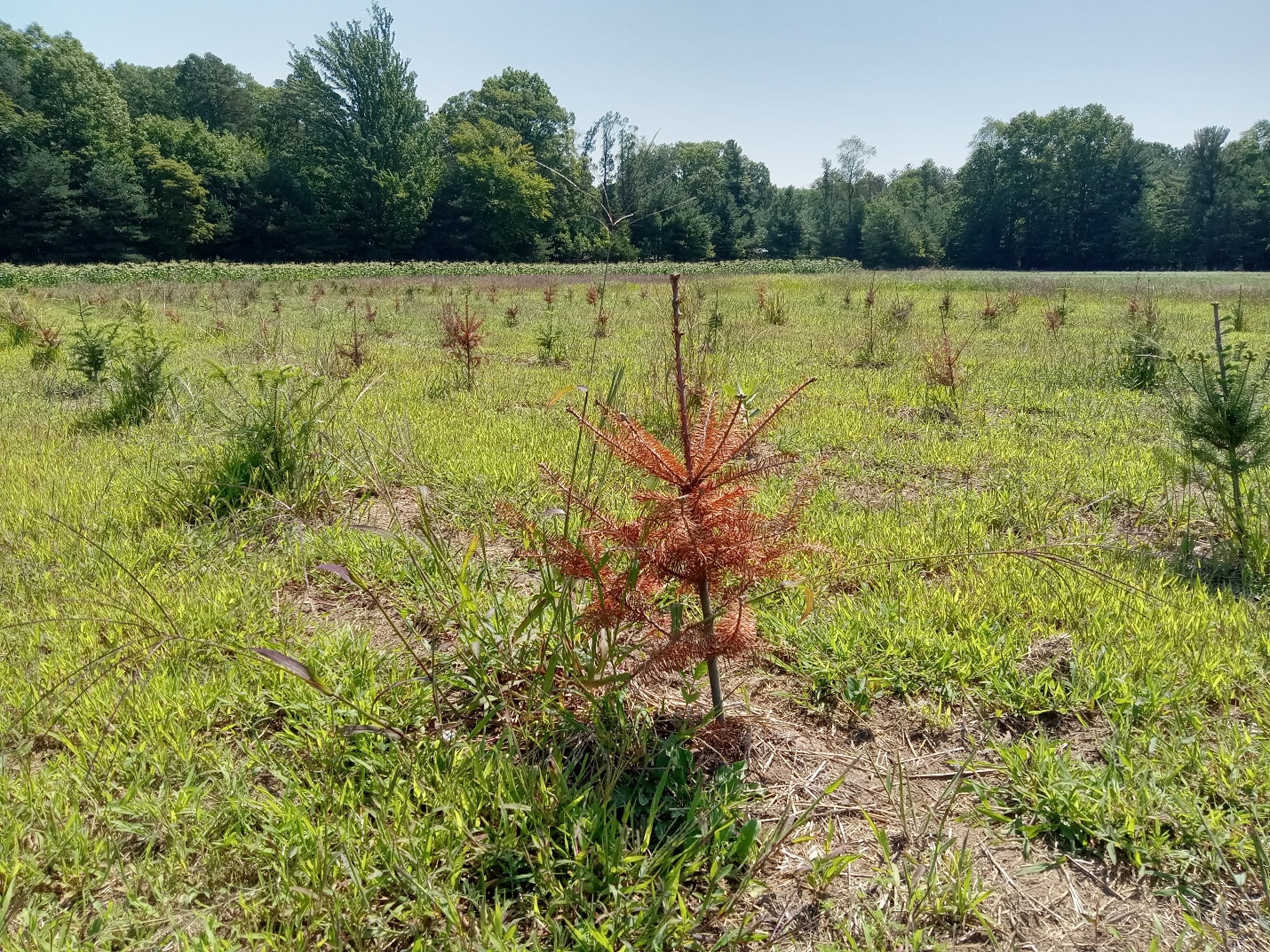 Young Christmas trees planted in rows across a field, with a central tree showing browning and needle damage, surrounded by grass and weeds, and a tree line visible in the background.